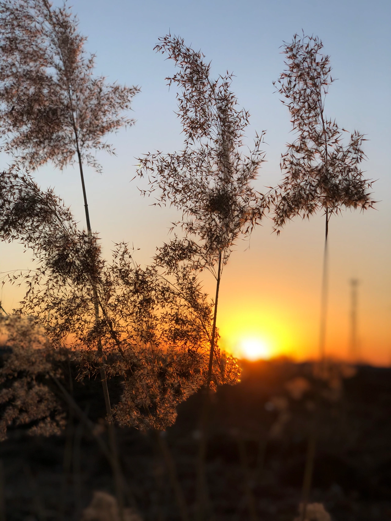 冬景芦花夕阳日落(站在冬的原野，看着夕阳缓缓的向地平线滑落，给大地披上一层橙亮的盛装，一株株芦花带着清美绝尘的幻影，开在时光里，开在夕阳下，把冬的萧瑟描摹上了温暖柔和的情调。)-喵神素材库